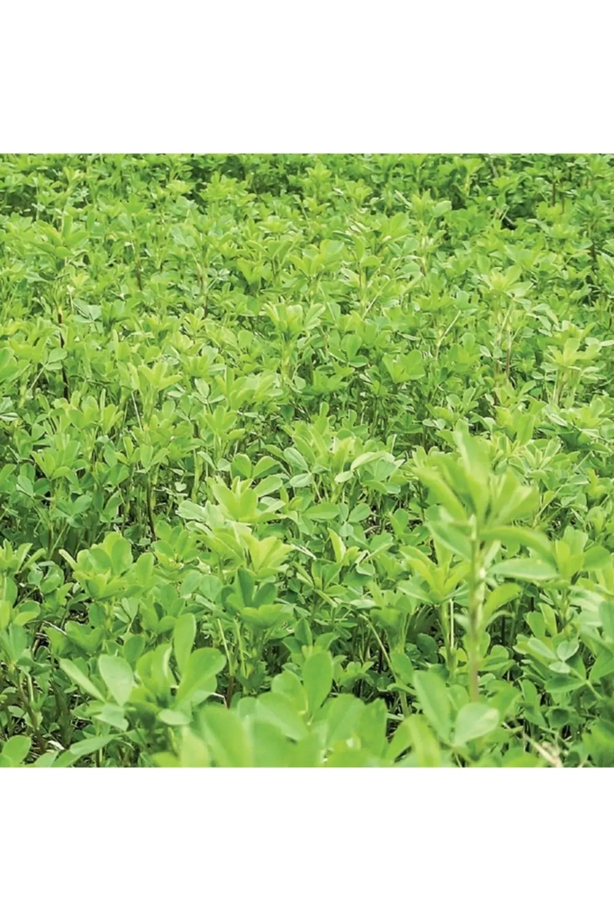 goldenwest Yonca Tohumu 1 Kg